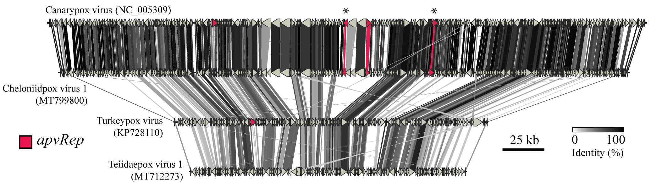 The image shows a genome synteny plot between four individual species of the genus Avipoxvirus