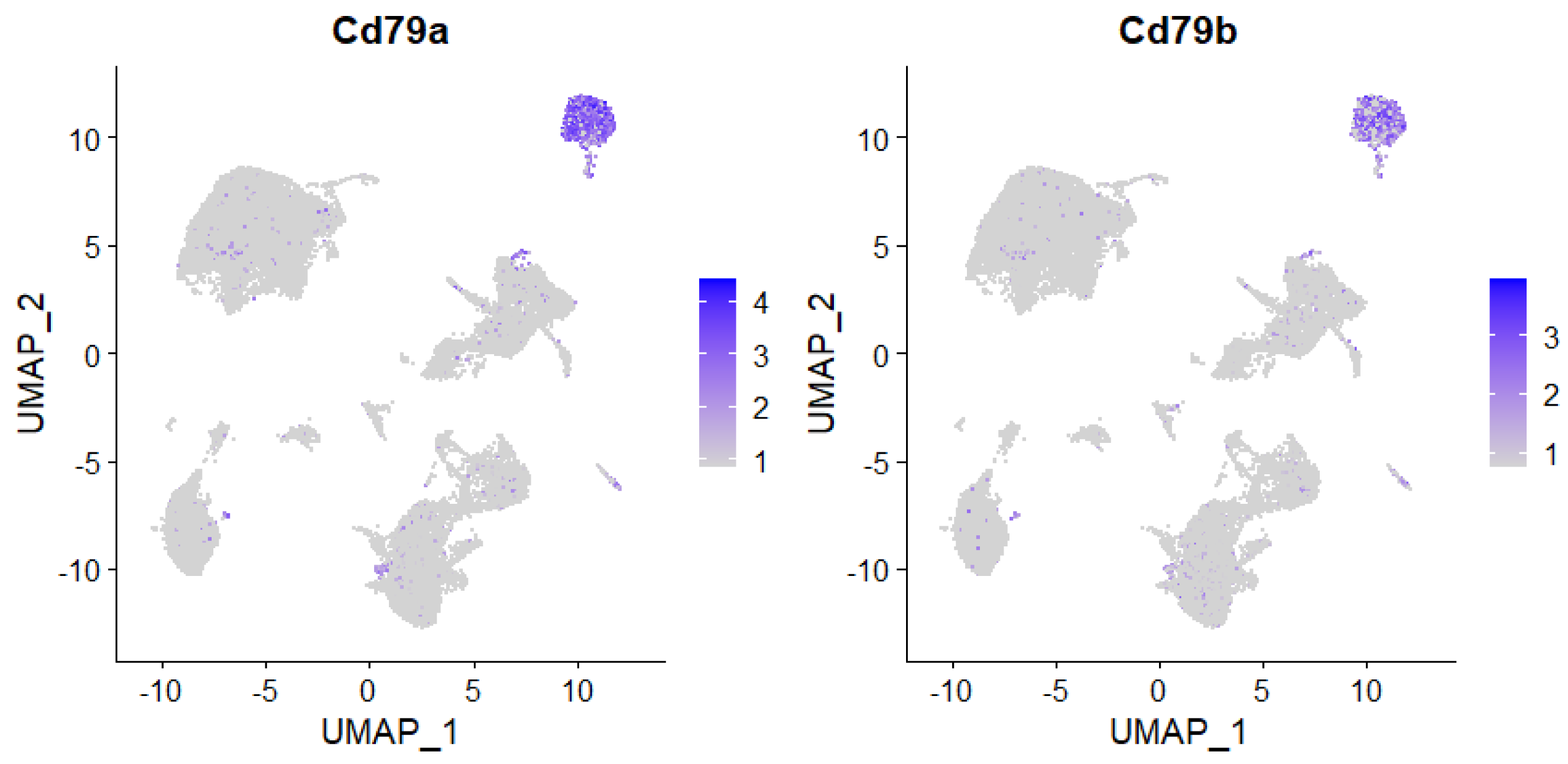 The image shows a Seurat analysis of scRNA-Seq data. B cells are identifiable via expression of their specific markers
